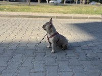 Köpeğimiz Mia hanım yeni yuvasını arıyor