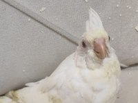 Satılık sultan papağanı albino lutino wifi