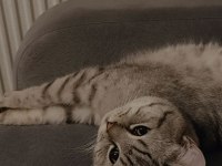 British Shorthair oğlumu ücretsiz sahiplendiriyorum