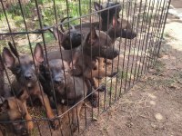 Kara kafa malinois bebekler
