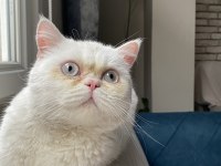 ERKEK BRİTİSH SHORTHAİR - PERSİAN KEDİMİZ