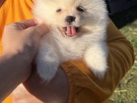 Gülen Yüz Kusursuz Karbeyaz Dişi Pomeranian Boo