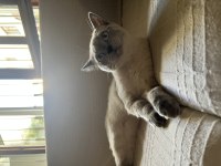 6 aylık kızıma yuva arıyorum british shorthair