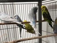 Rengarenk jumbo muhabbet kuşu yavrular