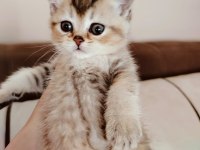 British shorthair yavrumuz teslime hazır