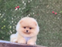 Irk ve Sağlık Garantili Pomeranian Boo Köpeği