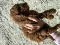 UYGUN VERİLECEK 60 GÜNLÜK DİŞİ VE ERKEK POODLE
