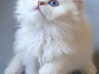 British Longhair Gökyüzünün En Güzel Tonu Bu Gözlerde