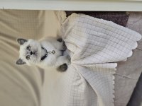 Blue point british shorthair kızımız yeni ailesini arıyor