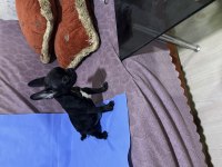 3 Aylık French Buldogg Yavruları