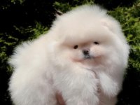 ayı suratlı orijinal boo yavrular garantili taksitle