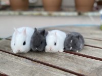 Hollanda Lop ve Teddy Lop Tavşan Yavrularımız