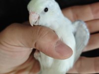Yavru forpus