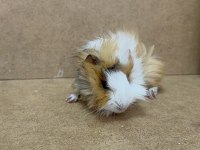 Ginepig Yavru Gün İçi Gönderim Sağlanmakta