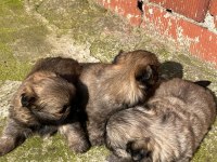 Pekinez yavru köpekler