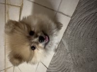 Pomeranian köpeğimizi sahiplendirme