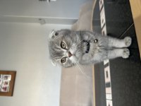 10 Aylık erkek scottish fold tabby