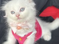Scottish fold mavi gözlü