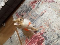 Yavru spitz