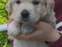 Golden Retriever Yavrular İçin Ulaşabilirsiniz