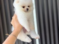 Orjinal Pomeranian Boo