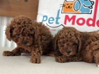 Petmode Köpek Çiftliğinden Redbrown Toy Poodle