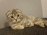 Güzel scottish fold kızım yeni yuvasına gitmeye hazır