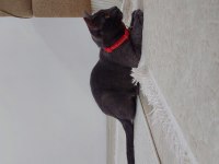 Kakule'ye ailesini arıyoruz british shorthair