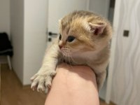 45 günlük dişi scottish fold yavrum