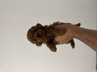 Orjinal toy poodle köpeği