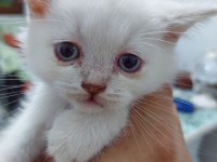 BEBEKLERİM YUVALARINI BEKLİYOR BRİTİSH VE BLUE POİNT