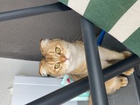 SCOTTİSH FOLD KEDİSİ