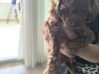 45 günlük toy poodle adana çukurova