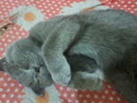 SCOTTISH FOLD BİR DİŞİ BİR ERKEK 6 AYLIK