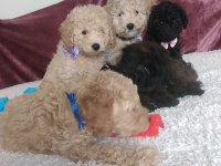 Evde bakılabilecek tek ırk toy poodledir