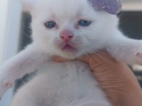 Yavru british shorthair kedimiz