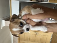 Chihuahua yavrularım