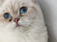 british shorthair silver point