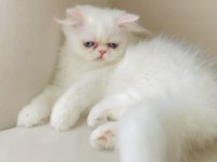 Exotic longhair kalıcı mavi göz
