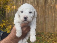 Maltipoo Bebekler (Baba siyah beyaz Poodle, Anne Maltese)
