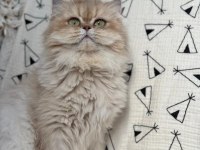 British Longhair Kedilerim