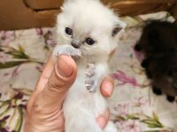 Müthiş Güzellikte Safkan Scottish Fold Yavrular