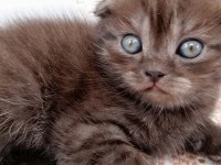 Oyuncu yavrular scottish fold