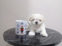 ŞECERELİ KOREAN MALTESE YAVRULAR 2 ERKEK 1 DİŞİ