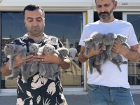 Oyuncak gibi Scottish fold yavrular renk renk Ankara