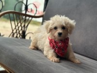 Maltese Terrier Bebek