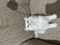 British longhair 60 günlük