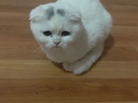 Scottish fold kedilerimiz