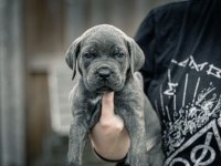 Cane Corsa A Kalite Anne Baba SCR Tüm İllere Gönderim