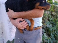 Rottweiler dişi yavrularımız